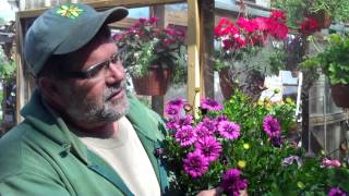 Osteospermum  A Good Plant to Try [upl. by Ieso713]