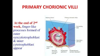 Formation of the Primary chorionic Villi [upl. by Rana125]