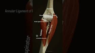 the supinator muscle originates from the leteral viralreels anatomy physiotharapist exercise [upl. by Farhi]