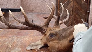 HOW TO CLEAN A TULE ELK SKULL [upl. by Ardra952]