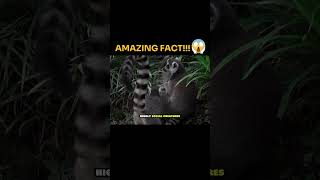 Amazing Fact about Ring Tailed Lemur animals facts knowledge [upl. by Burleigh443]