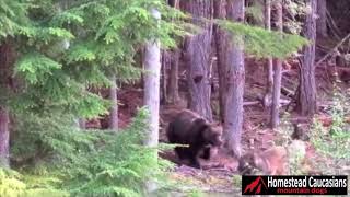 Caucasian Ovcharka defends against intruding grizzly [upl. by Killen]