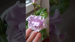 streptocarpus angelkiss стрептокарпус 🩷 [upl. by Preiser]