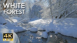 4K White Forest  Calming River Sounds  Snowy Woods  Relaxing Winter Nature Video  Ultra HD [upl. by Noreh]