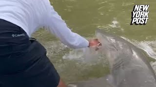 WATCH Florida fisherman bitten by shark pulled overboard in the Everglades [upl. by Esirahs]