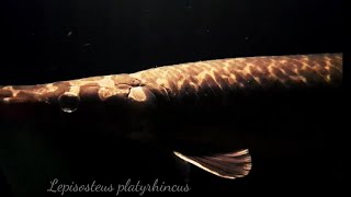 Lepisosteus platyrhincus FLORIDA GAR [upl. by Navi501]