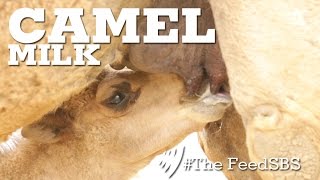 Camel Milk [upl. by Means]