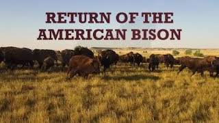 Return of the American Bison [upl. by Perron]