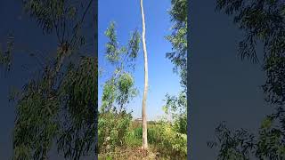 Amazing Cutting Eucalyptus Treeسفیدہ کے درخت کی دلچسیپ کٹنگnaturetreevirakshorts [upl. by Persson]