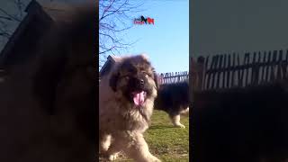 Grizzly as a baby dog jozodogs puppy pets caucasianshepherd bigdog nature [upl. by Idou]