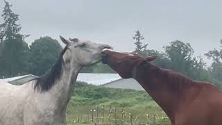 Horse Fails amp Best Moments 2023 Compilation [upl. by Cristy]