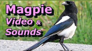 Magpie Sounds and Video The Sound of Magpies Bird Sounds For Learning [upl. by Rawde]