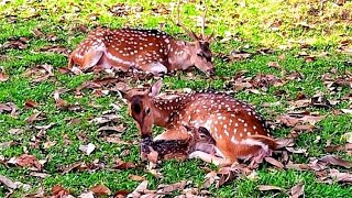 Mama Deer Nursing Baby [upl. by Sucramel]