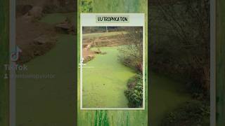 Eutrophication  A level Biology alevelbiology biology highschoolbiology biologystudent ecology [upl. by Chatterjee622]