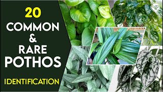 20 Best Pothos Varieties for Home  Common and Rare Pothos  Type of Pothos  Pothos Identification [upl. by Maller]