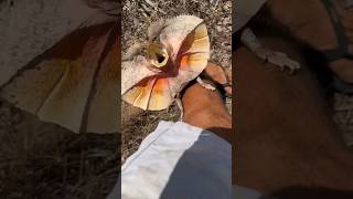 🐉 Why They Do This 😨 FrilledNeck Lizard shorts animals [upl. by Orvan384]