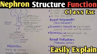 Nephron  Nephron Structure  Nephron Functions  Nephron Class 12 [upl. by Lodhia]