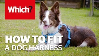 How to fit a dog harness [upl. by Sihonn]