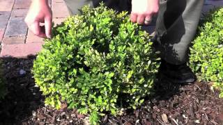 How to Care For Your Boxwoods [upl. by Fulviah389]