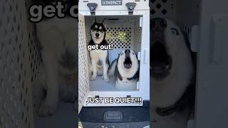 dogs argue over new crate 😂 [upl. by Capps73]