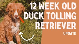 12 week Nova Scotia Duck Tolling Retriever  Why we chose a Toller [upl. by Plusch353]