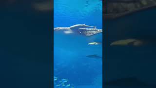 Churaumi aquarium giant whale [upl. by Aihsakal]