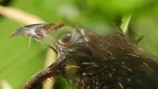 Coucal Pheasants Outstanding Nature DJ Different Calls of Coucal Bird [upl. by Itsirhc739]