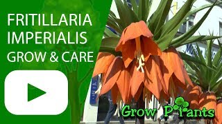 Fritillaria imperialis  grow and care [upl. by Ahsoj]