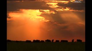 The gnus journey  Wildlife in Serengeti EP02 05 누우들의 이동 [upl. by Ytsirc437]