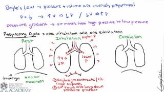 Pulmonary and Alveolar Ventilation [upl. by Lavella850]