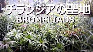 観葉植物好き必見！チランジア専門店「BROMELIADS」に潜入！観葉植物エアプランツチランジア [upl. by Nesaj]