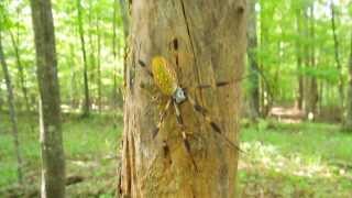 Golden Silk Orbweaver [upl. by Oj]