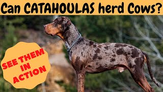 Can CATAHOULA LEOPARD DOGS herd CattleCows Watch it yourself [upl. by Aifos]