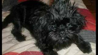 My affenpinscher [upl. by Engis]