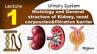 1 Histology of General structure of Kidney renal corpusclesfiltration barrier Urinary system [upl. by Ojahtnamas]