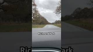 Driving in Richmond Park — richmond richmondpark nature driving drivinglessons london uk [upl. by Yatnohs]