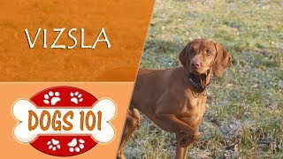 Dogs 101  VIZSLA  Top Dog Facts About the VIZSLA [upl. by Avenej]