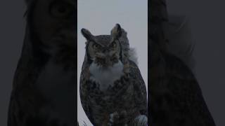 Deep Voice of Great Horned Owl Calling and Hooting [upl. by Fabri]