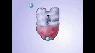 Allosteric Activation and Inhibition [upl. by Giulia]