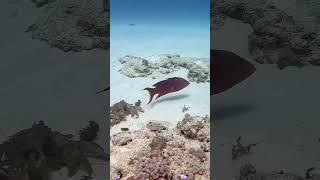 Poisonous spectacular lyretail grouper divingmauritius adventuresport scuba diving [upl. by Yluj663]