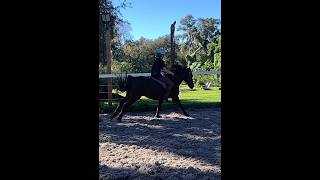 Spirit is INSANE  horse equestrian horseriders horseriding fall horses pony [upl. by Igic]