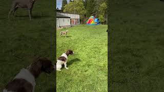 Steadiness training should be fun 😂🐾 labrador gundogtraining thepetgundog [upl. by Nixon]