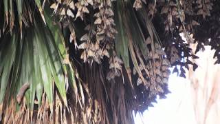 Camino Real Park Monarch Butterfly Grove Ventura Calif Jan 12 2014 [upl. by Ettennig]