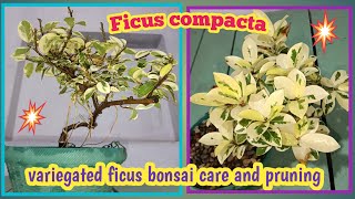 Variegated ficusFicus compacta bonsai care and pruning  Baghwani real terrace gardenBaghwani695 [upl. by Retsek]