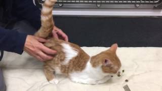 Feline Cerebellar Hypoplasia Physical Rehabilitation update 2 [upl. by Idnor]