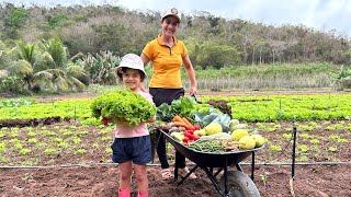 Alta produção simultânea no sítio fiz a feira da semana na minha própria horta [upl. by Hazelton284]