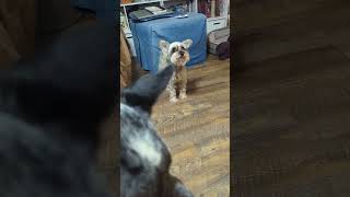 Rapid action demanding schnoodlelove schnoodle minischnauzer doglover doglife dogtalk cute [upl. by Jacobsen822]