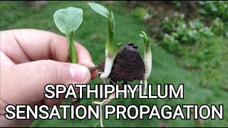 How to Propagate Spathiphyllum Sensation Plant  Weekly update  Results in 1 month [upl. by Thom896]