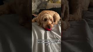 Word cockerpoo puppy shorts shortsvideo [upl. by Susejedairam]