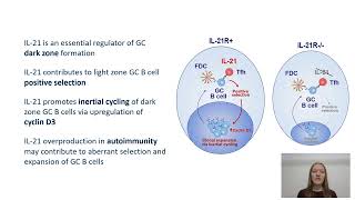 IL21 shapes germinal center polarization via light zone B cell selection and cyclin D3 upregulation [upl. by Silvano884]